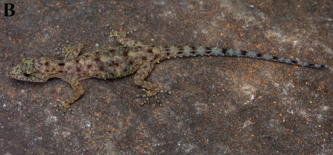 A female Cnemaspis kanyakumariensis, or Kanyakumari dwarf gecko.