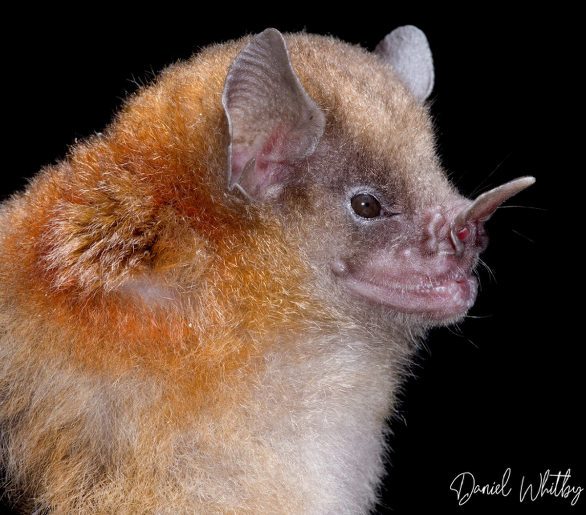 The koopmanhilli bat has a “nose-leaf” used for echolocation.