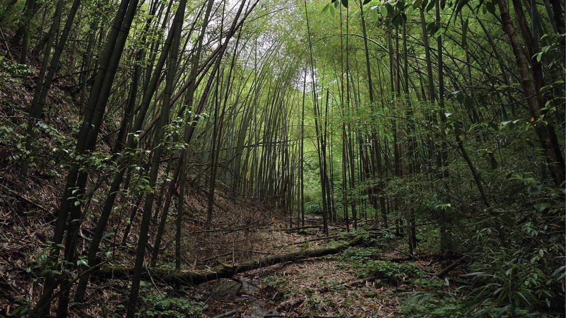 Scientists found a “large”-eyed creature with “pale yellow” fingertips in a bamboo forest of China and discovered a new species.