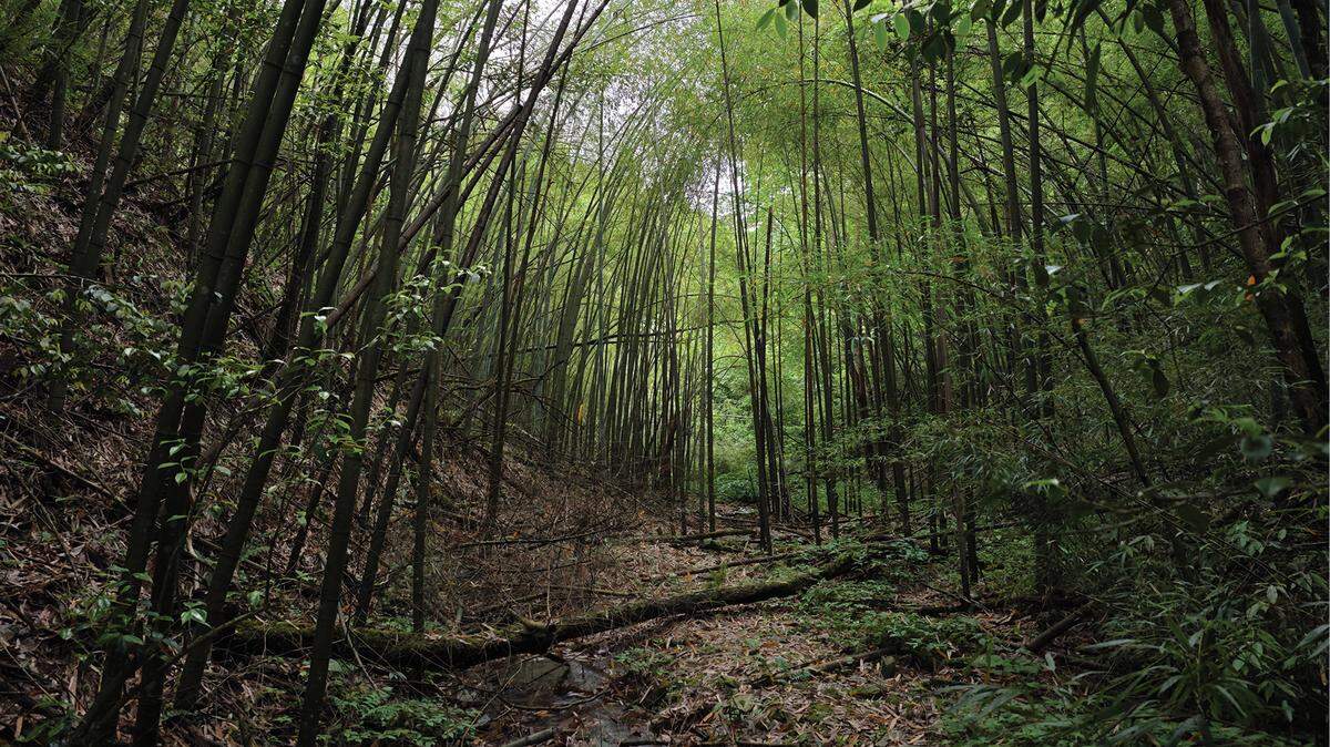Scientists found a “large”-eyed creature with “pale yellow” fingertips in a bamboo forest of China and discovered a new species.