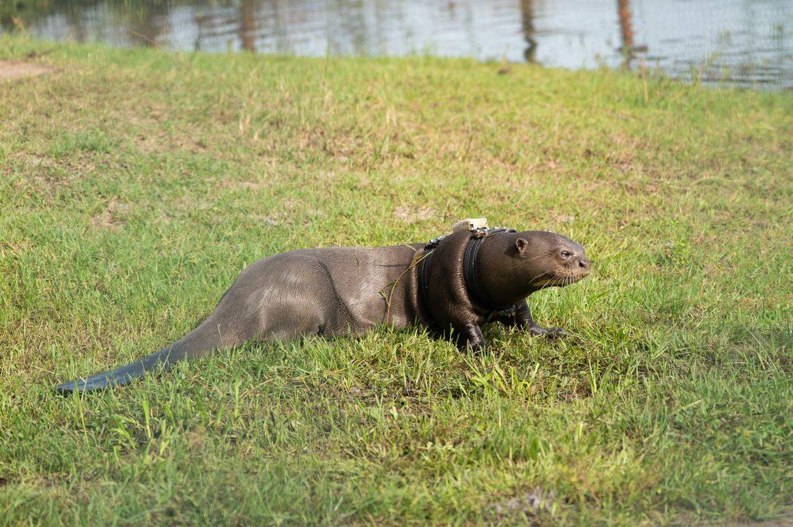A giant river otter wearing a harness and tracking device.