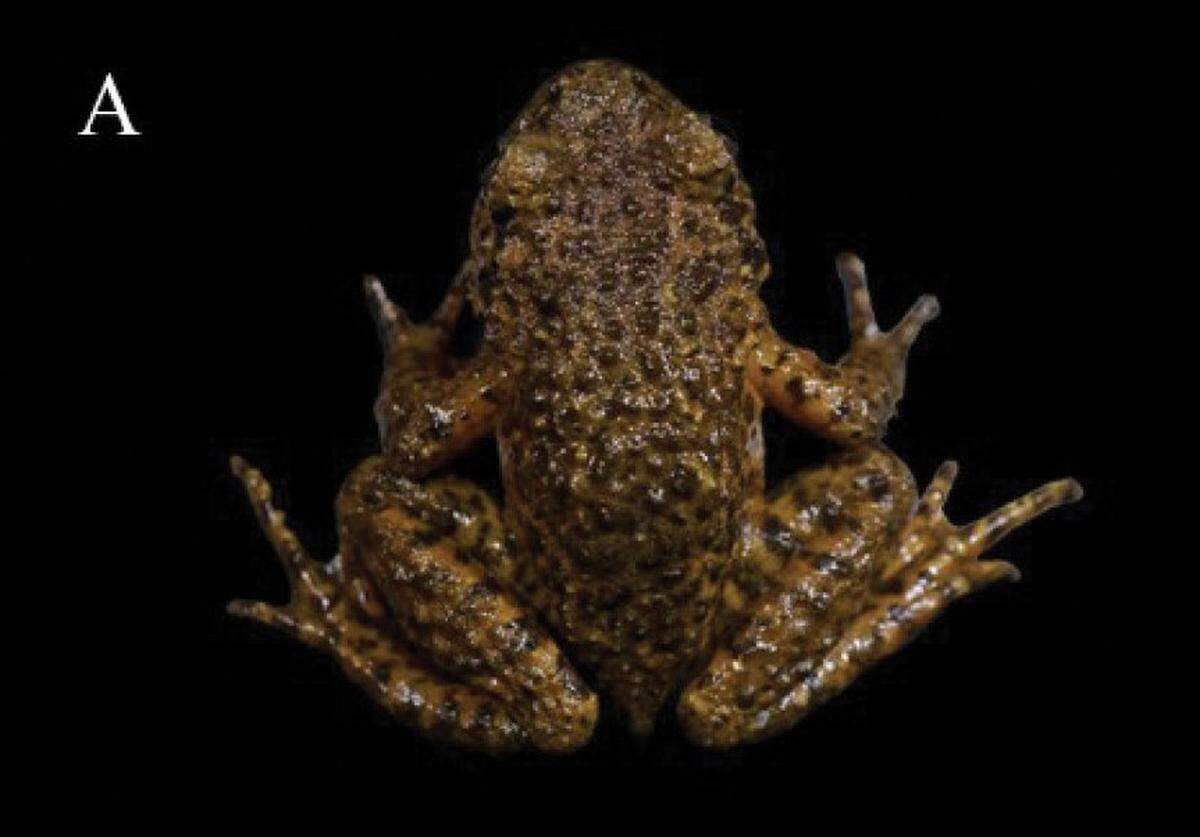 An Oreolalax yanyuanensis, or Yanyuan toothed toad, as seen from above.