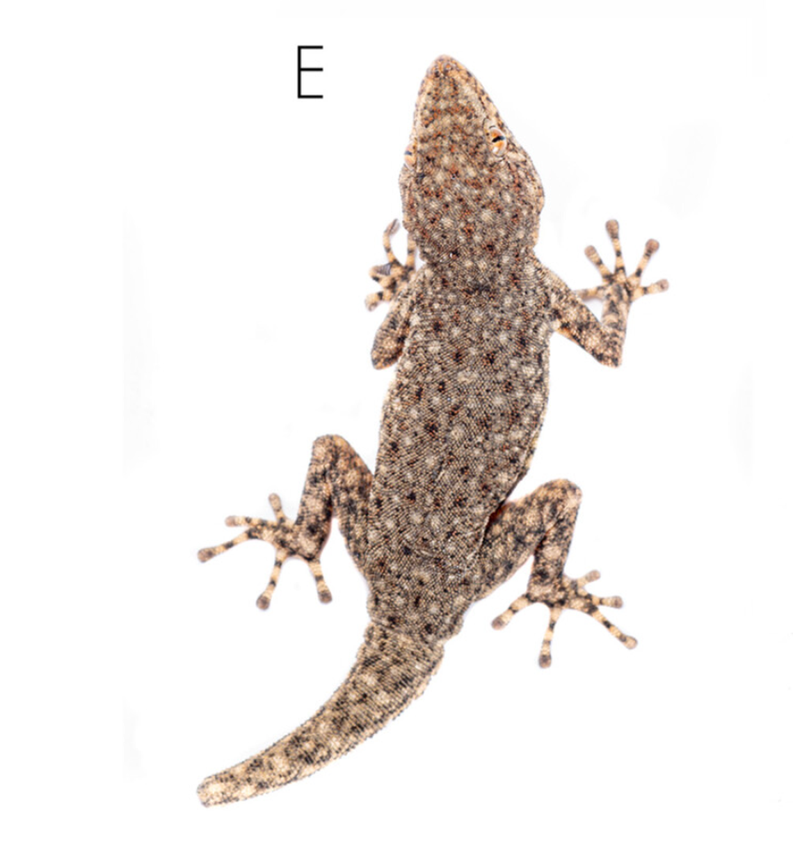 A Rhoptropus minimus, or miniature Namib day gecko.