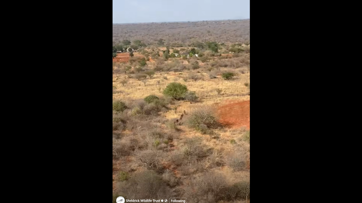 The buffalo wandered outside the boundaries of Tsavo East National Park, the Sheldrick Wildlife Trust said.