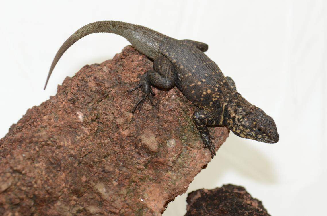 A Tropidurus madeiramamore, or Madeira-Mamoré collared lizard, perched on a rock.