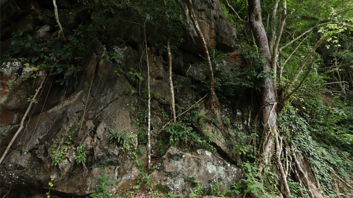 Scientists found a “secretive” and “aggressive” animal lurking in a cave in Thailand and discovered a new species, a study said.