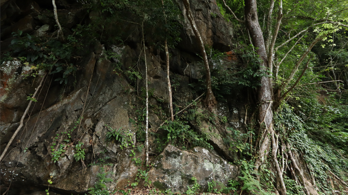 Scientists found a “secretive” and “aggressive” animal lurking in a cave in Thailand and discovered a new species, a study said.