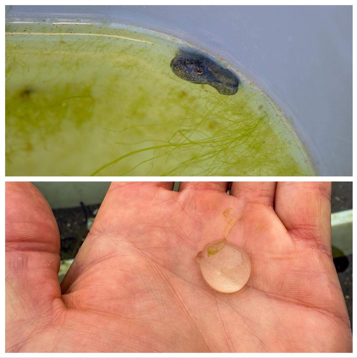 The bubble snail earns its name from its transparent shell and the shape and transparency of its eggs, experts said in a news release.