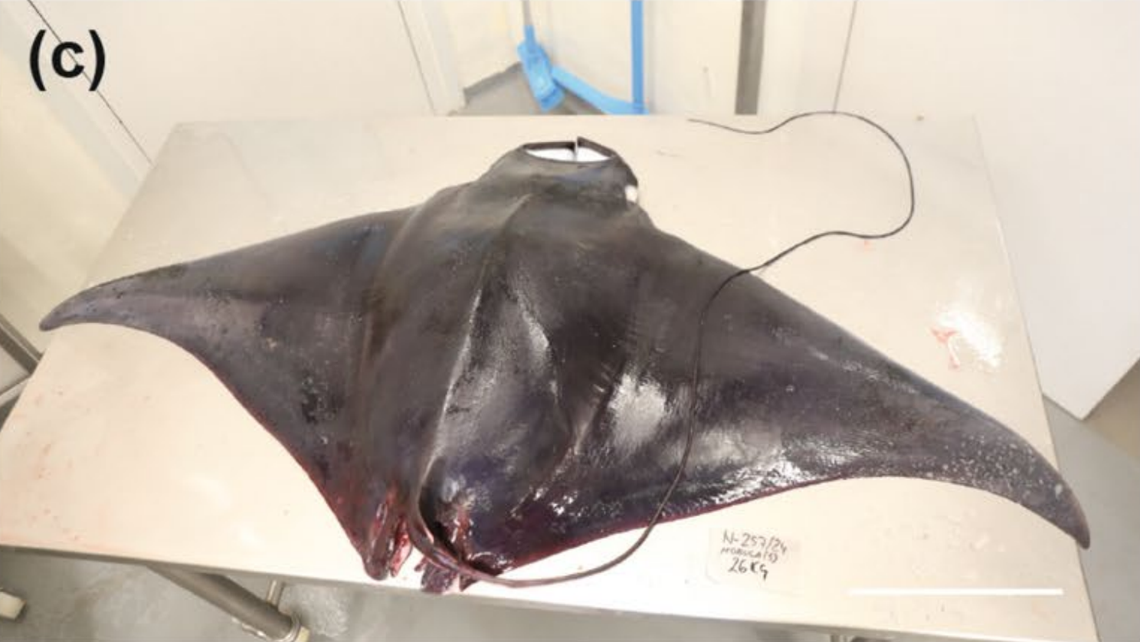 The stillborn spinetail devil ray brought back to Palamós by trawlers.