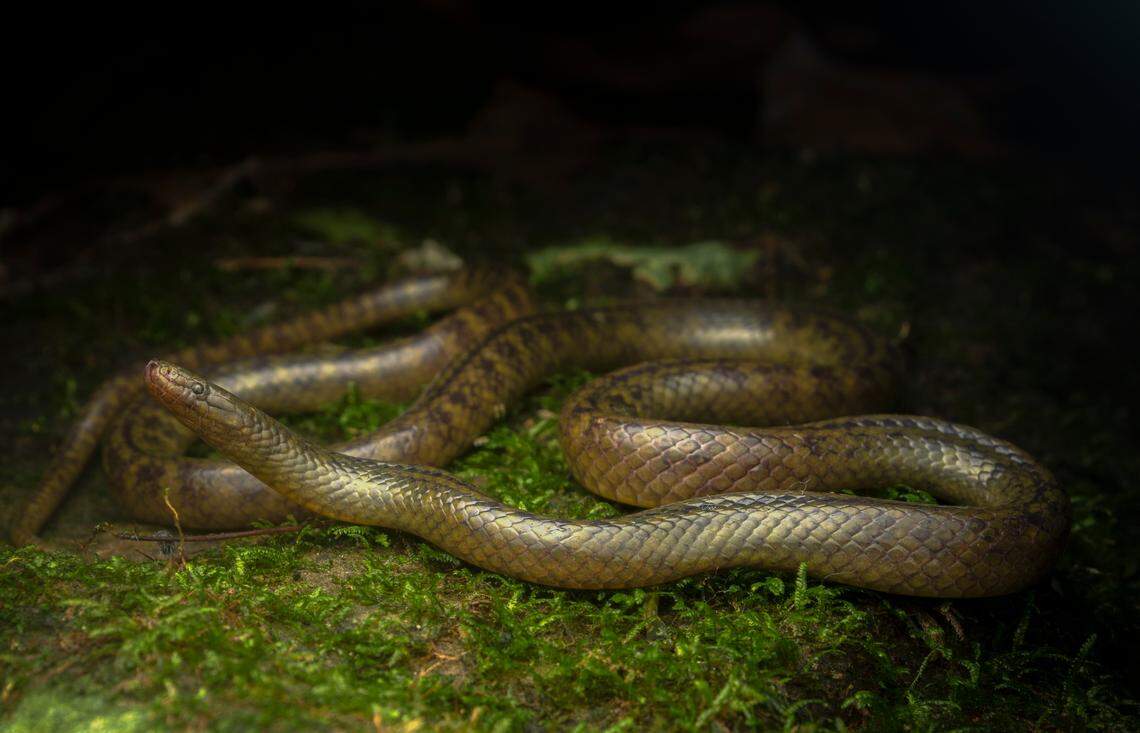 A Smithophis mizoramensis, or Mizo brook snake.