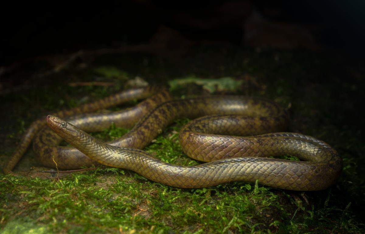 A Smithophis mizoramensis, or Mizo brook snake.