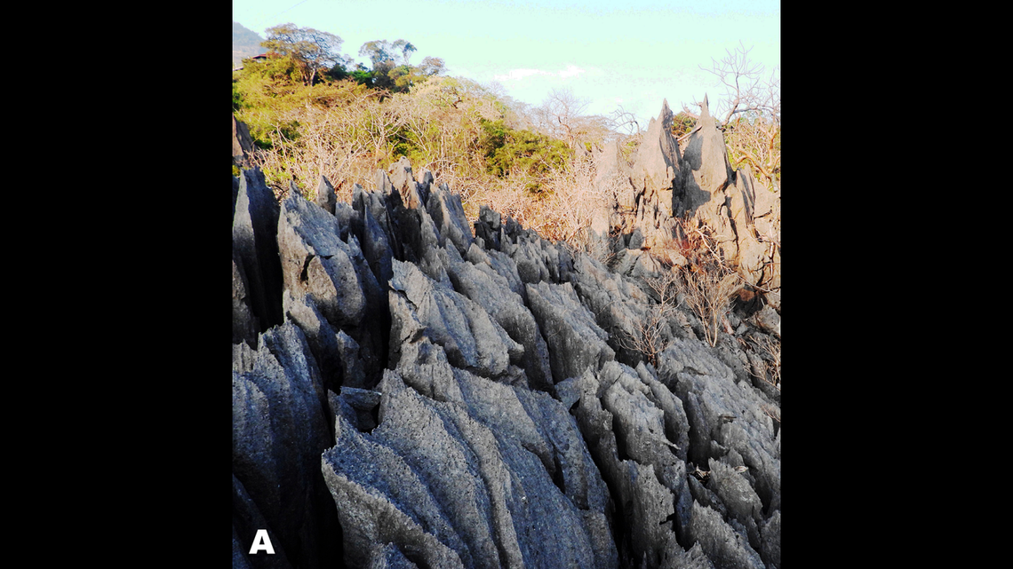 Scientists found an ‘elusive,’ well-camouflaged animal living on a rocky peak in Laos and discovered a new species, a study said.