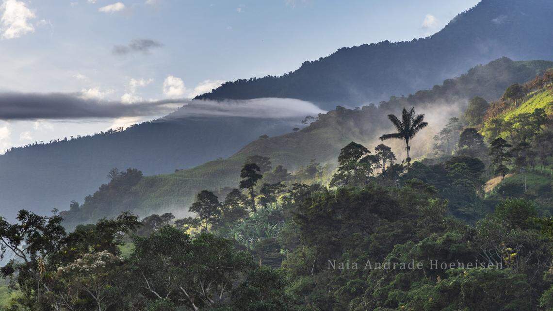 Scientists found a hairy animal with a “bad temperament” in the mountain forests of Ecuador and discovered a new species, a study said.