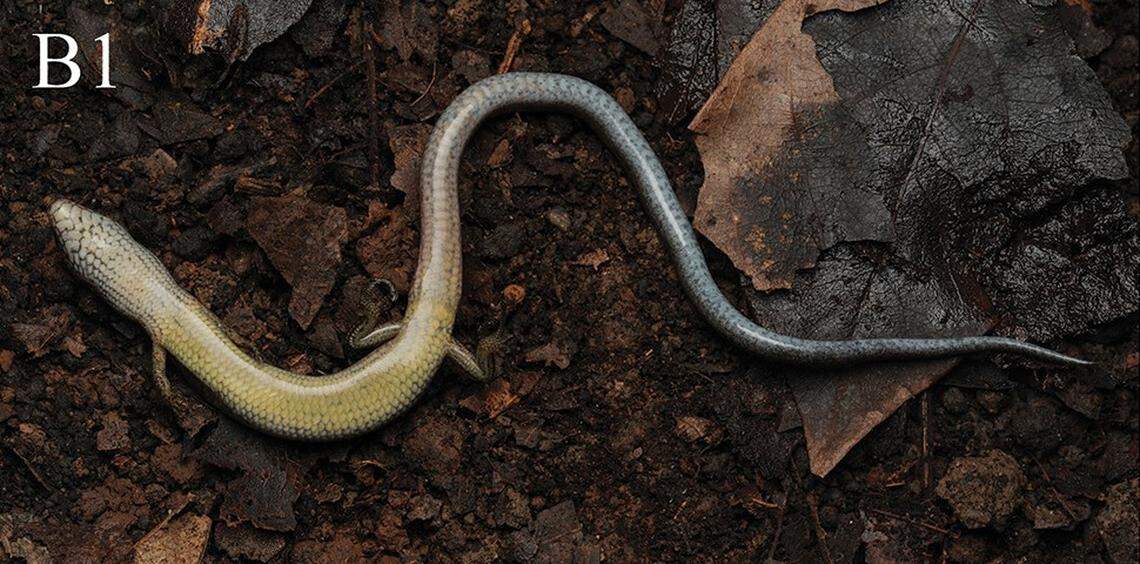 The underside of a Scincella qianica, or Guizhou ground skink.