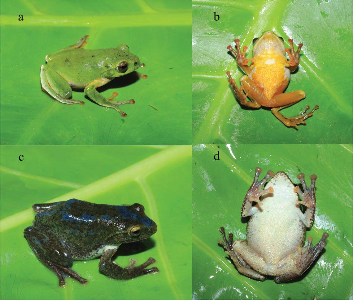 Several views of a male (top) and female (bottom) Zhangixalus nanshanensis, or Nanshan tree frog.