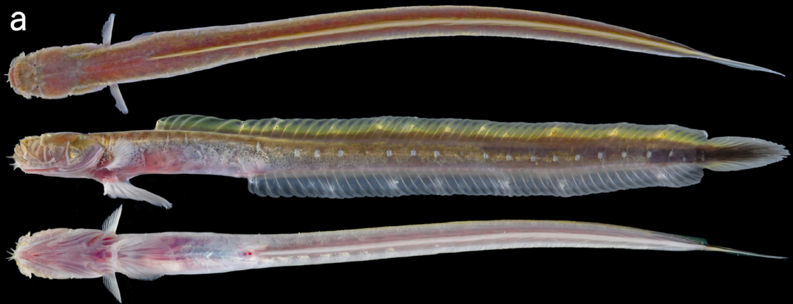 Several view of a slender eel goby, or Taenioides gracilis, found in Malaysia.