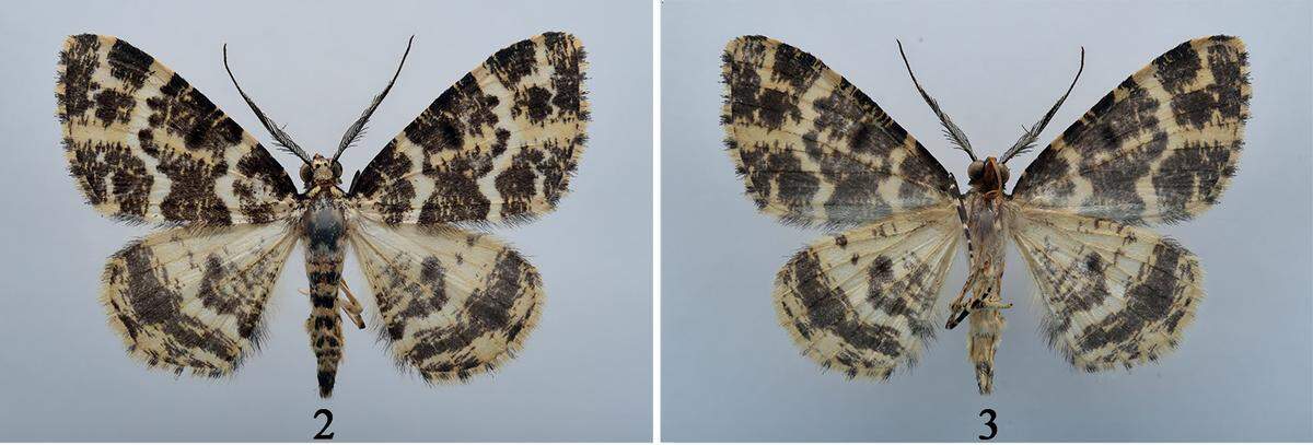 A preserved Prochasma diaoluoensis, or Diaoluoshan Prochasma moth, as seen from above (2) and below (3).