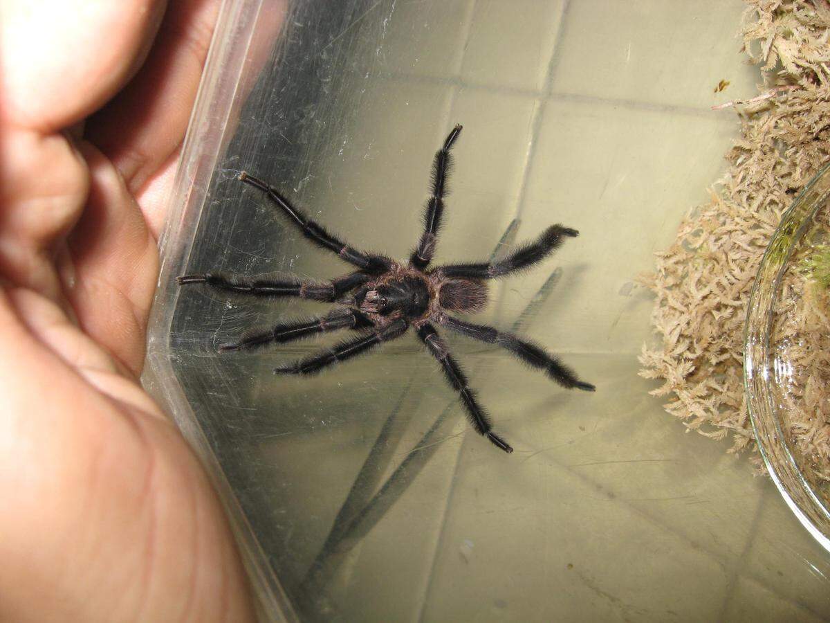 A Trichopelma grande, or grande tarantula, next to a human hand.