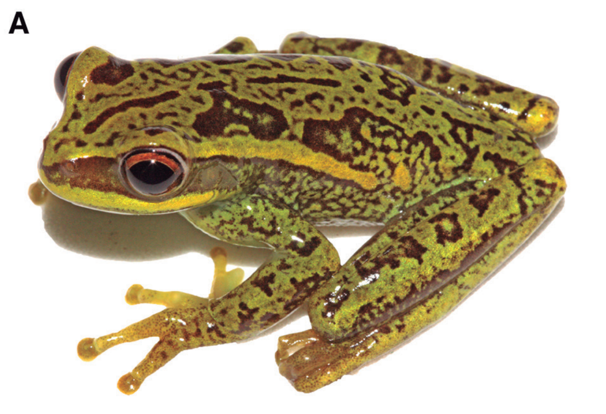 A Boana quiriri, or Quiriri gladiator frog.