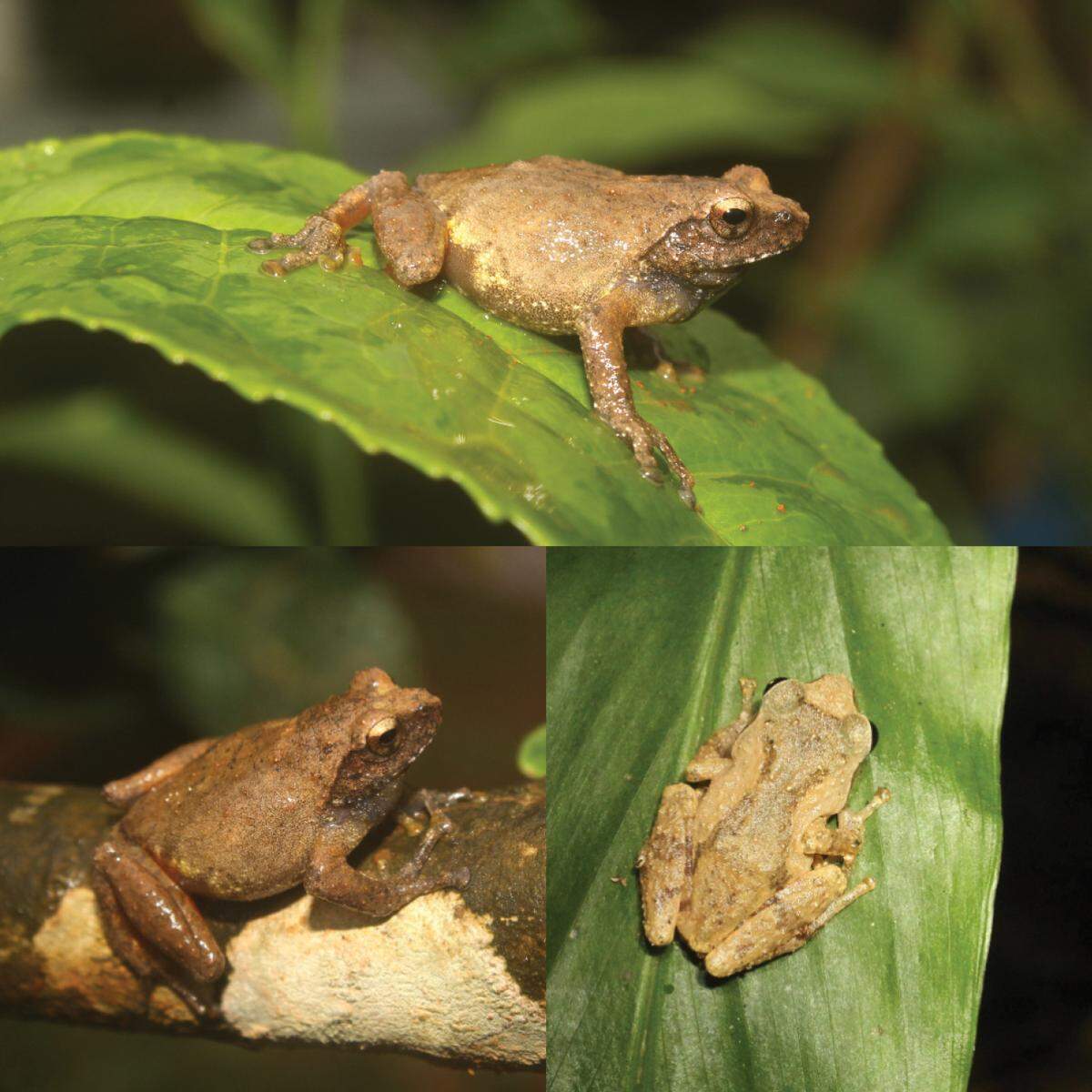 Several Raorchestes garo frogs seen in Meghalaya.