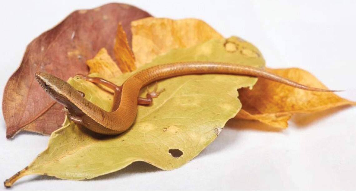A Panaspis ericae, or Erica’s snake-eyed skink, with lighter coloring.