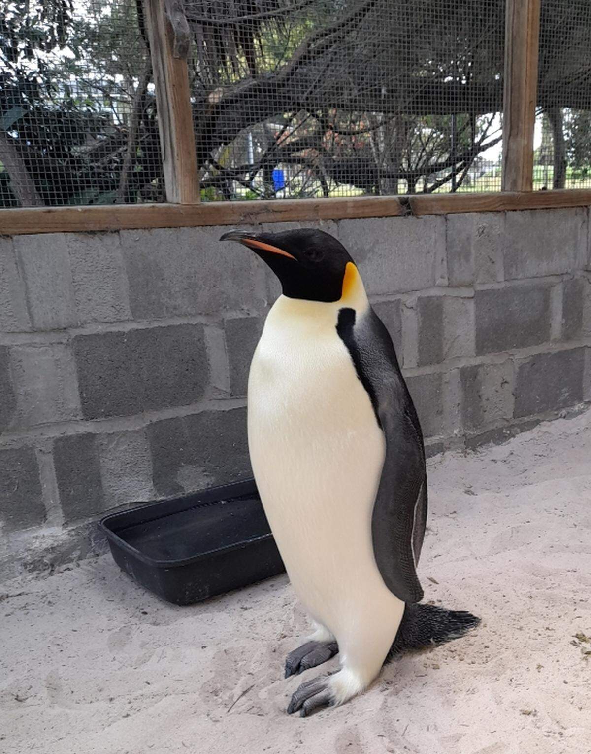 The lost emperor penguin after being taken to a wildlife rehabilitation facility.