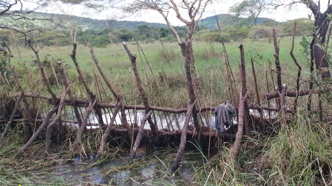 Scientists found “rainbow” creatures in temporary ponds of the Democratic Republic of the Congo and discovered a new species.