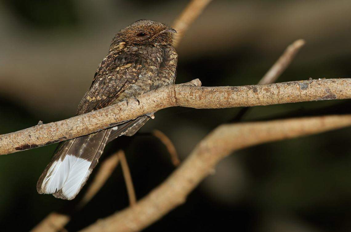 A Caprimulgus ritae, or Timor nightjar, seen in 2014.
