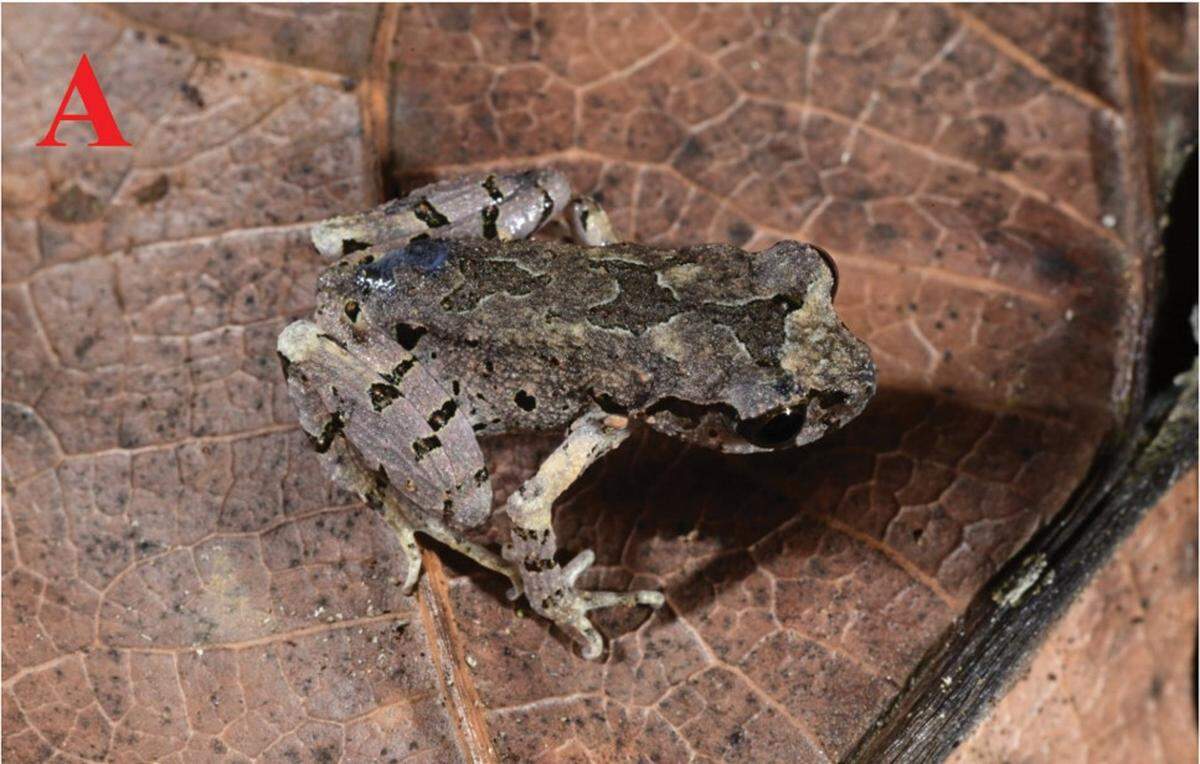 A Leptobrachella albomarginata, or white-lined leaf litter toad.