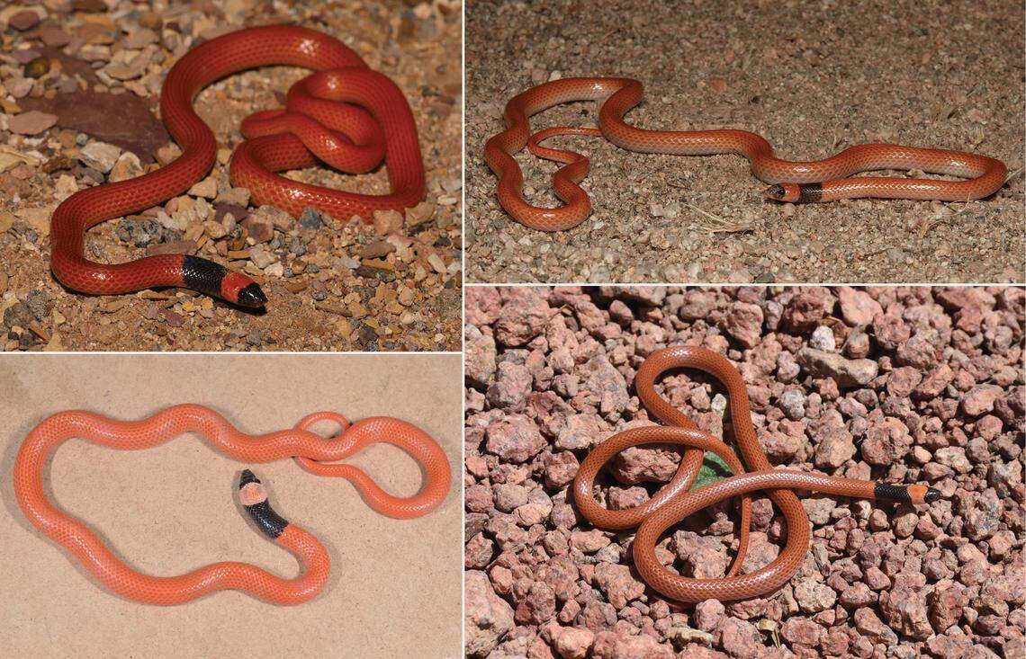 The color variation of several Rhynchocalamus hejazicus, or Hejaz black-collared snakes.