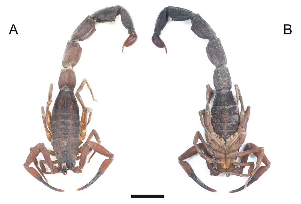 A dead Tityus achilles, or Achilles’ scorpion.