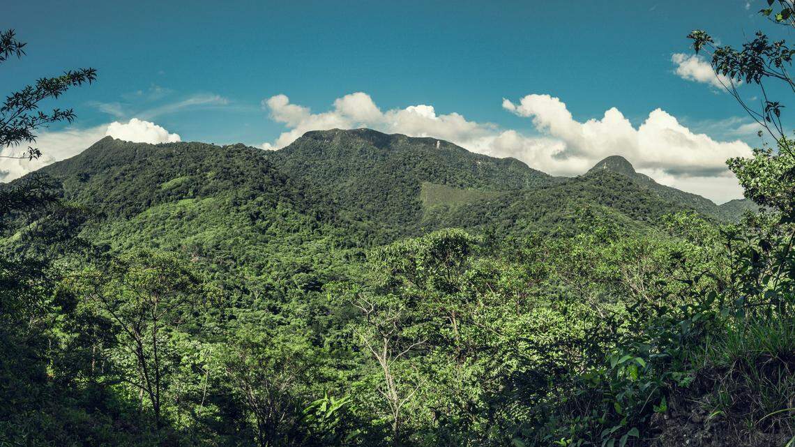 Scientists found a spiky animal sleeping in the mountains of Amazonas and discovered a new species, a study said. Photo shows a representative area of Peru.