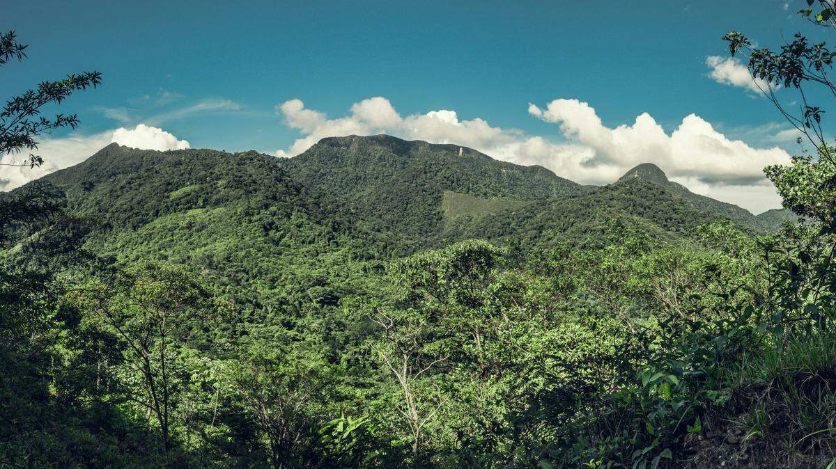 Scientists found a spiky animal sleeping in the mountains of Amazonas and discovered a new species, a study said. Photo shows a representative area of Peru.