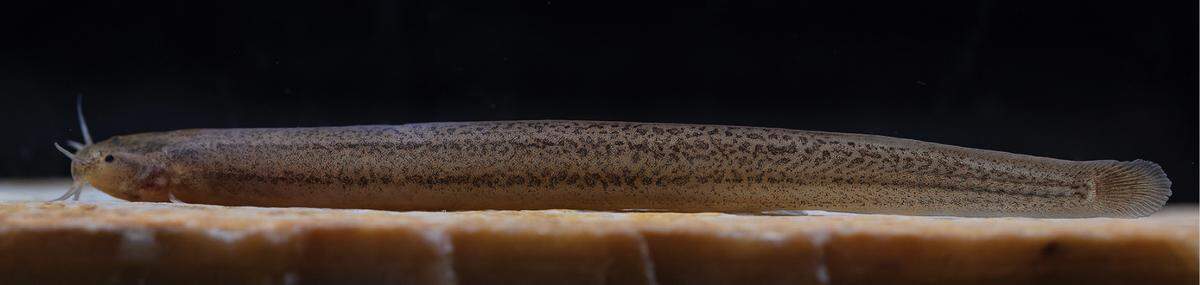 The new catfish species burrows and is distinguished by its lack of dorsal fin.