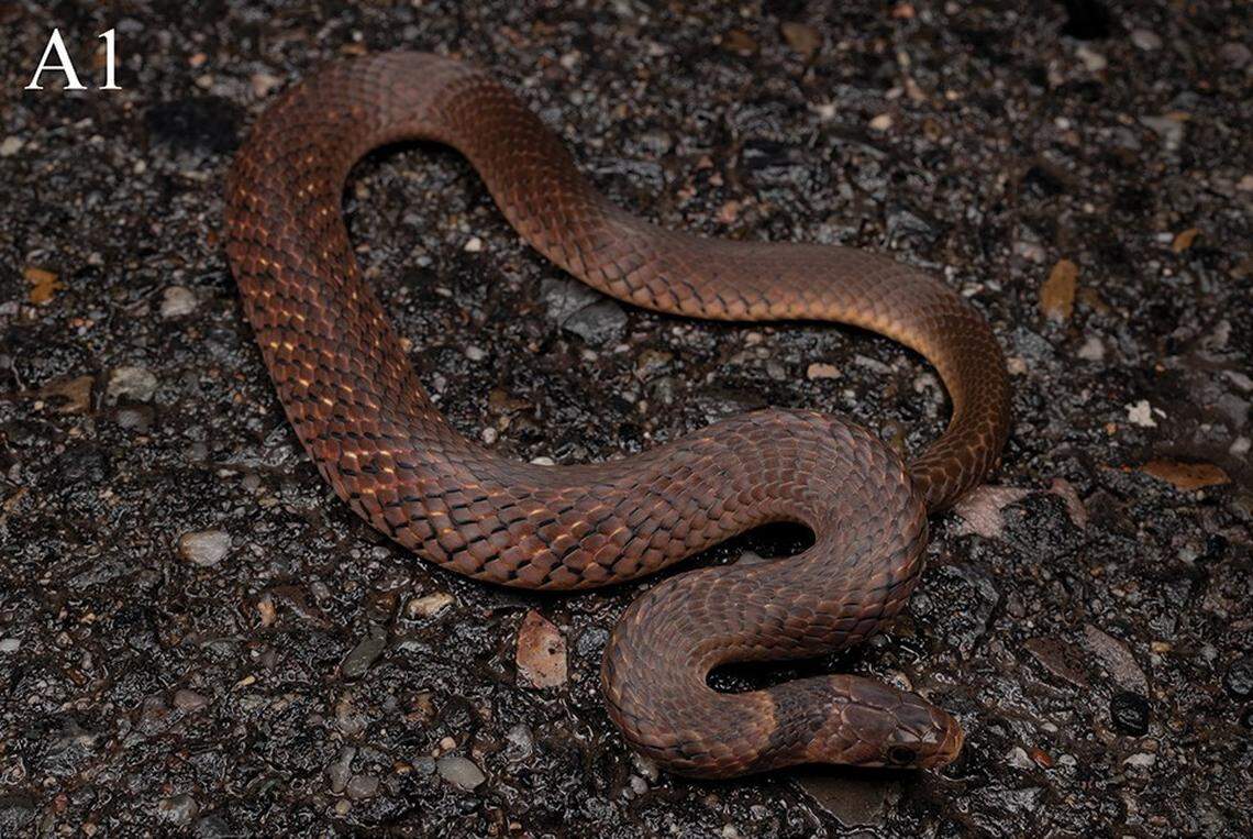 A Plagiopholis acuta, or Hunan mountain snake.