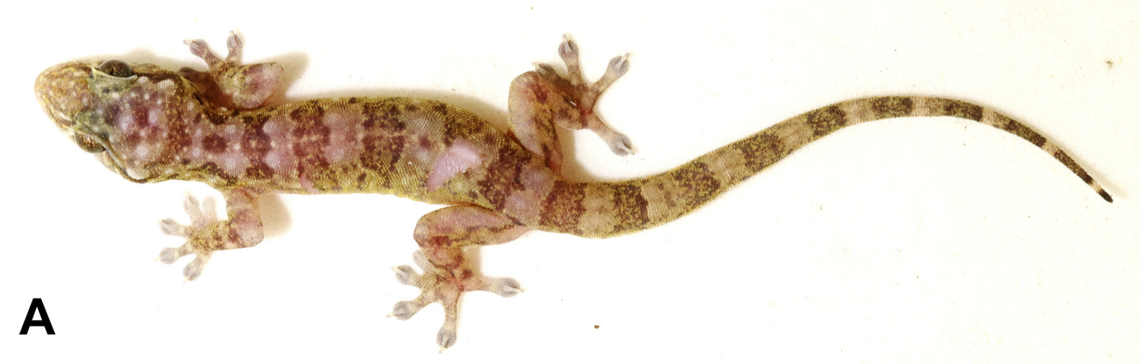 A Gehyra shiva, or Shiva four-clawed gecko.