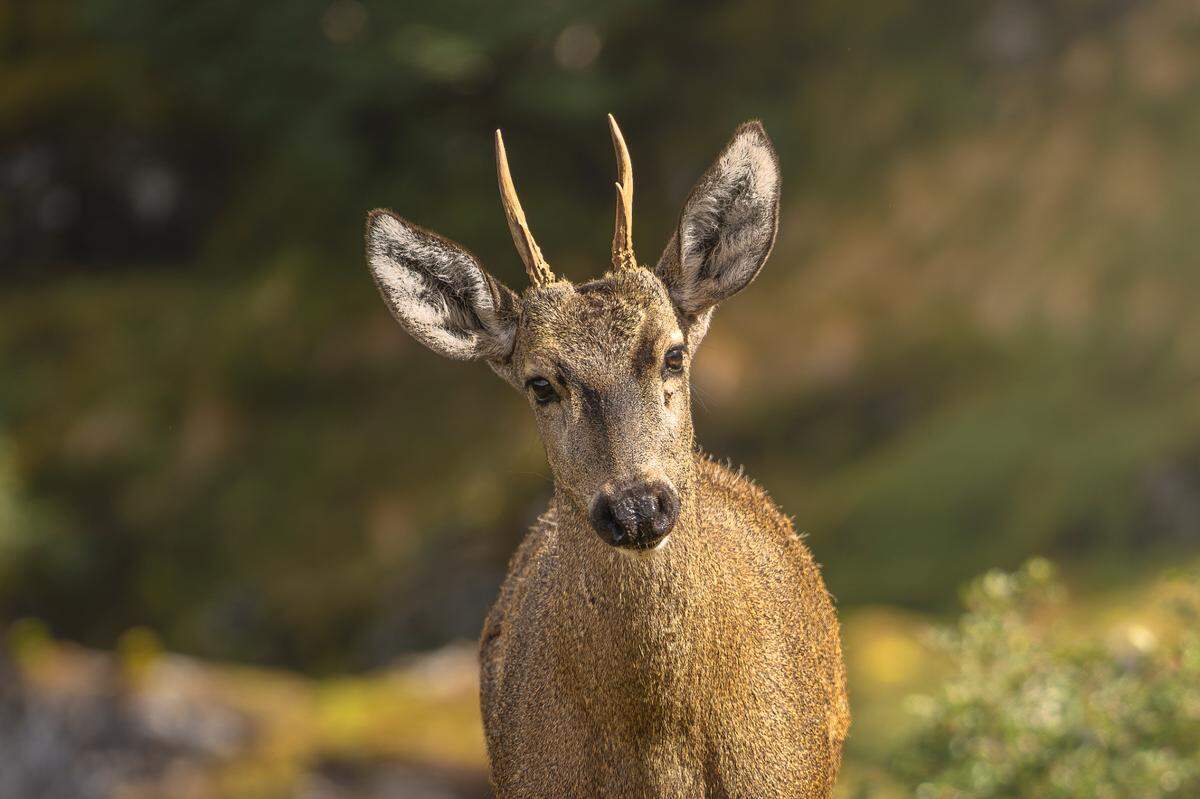 A huemul deer, or South Andean deer, seen on a mountain in Cabo Froward in February.