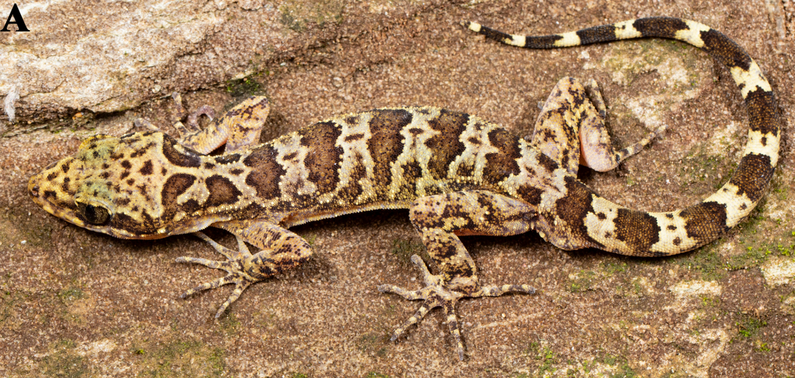 A Cyrtodactylus chitwanensis, or Chitwan bent-toed gecko.