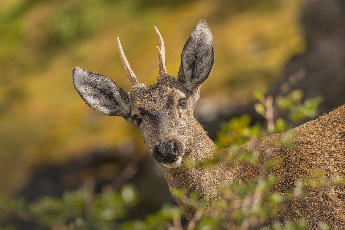A close up view of a huemul deer on a peak in Cabo Froward in February.