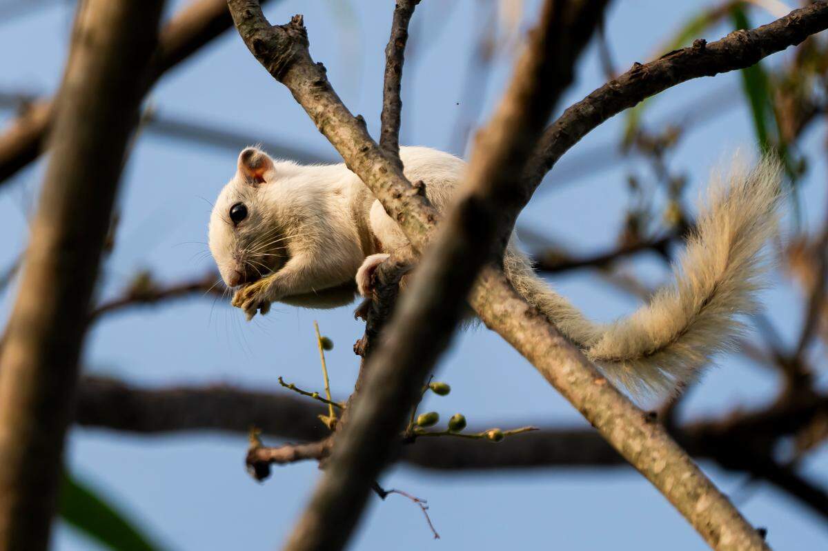A hoary-bellied Himalayan squirrel, or Callosciurus pygerythrus, with leucism in Mizoram.