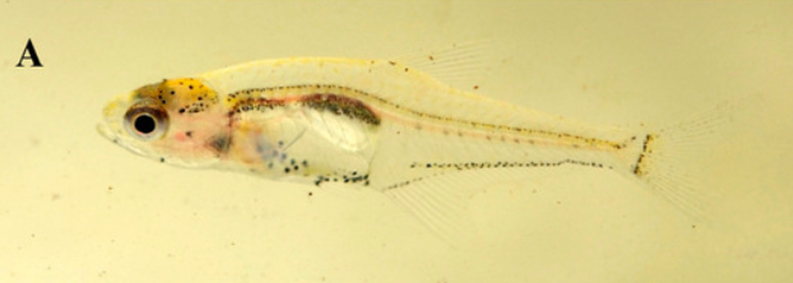 One of the two new miniature tetra species discovered in Brazil is “mostly translucent,” according to researchers.