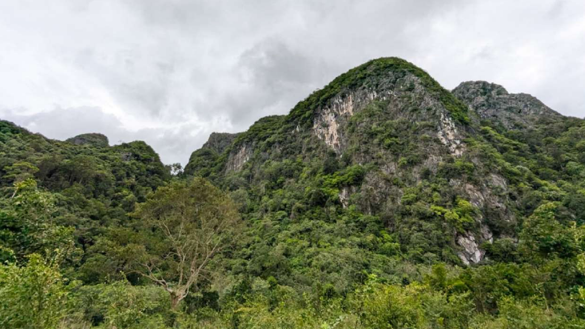 Scientists found a 2-foot-long creature with a “secretive” lifestyle in the forest and discovered a new species, a study said.