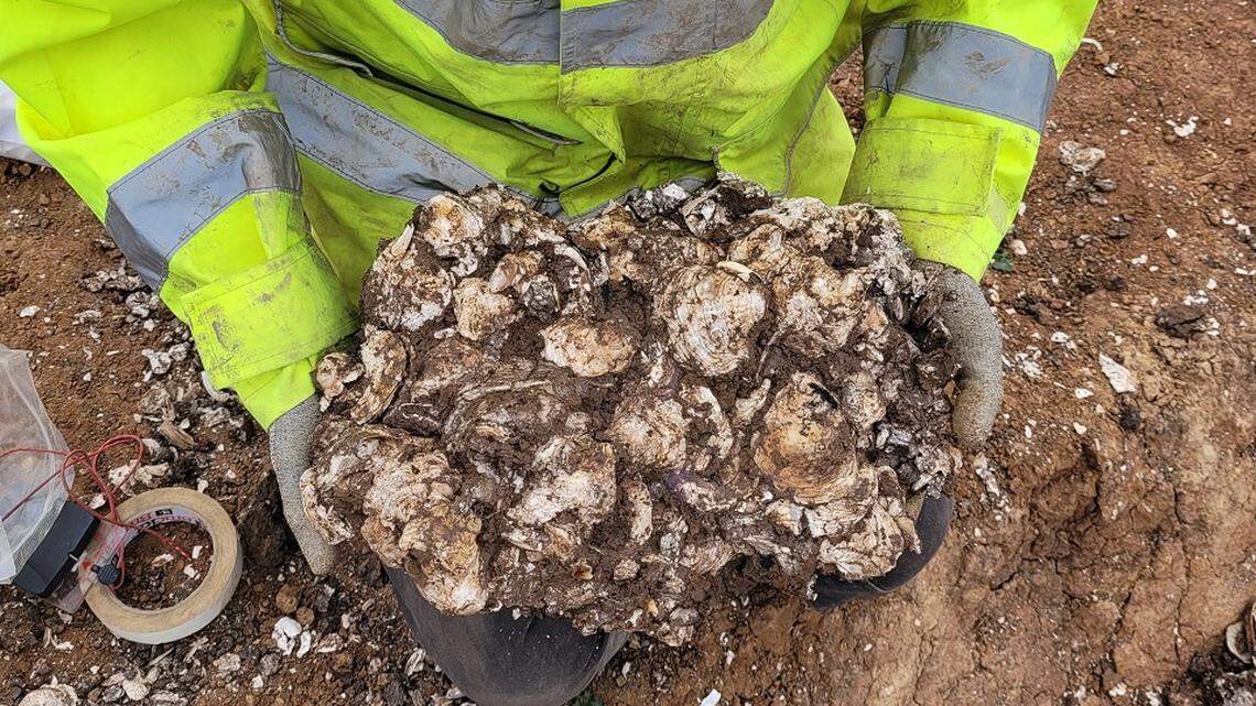 Archaeologists uncovered a large number of “misshapen” shells, evidence of an ancient Roman “processing site” for oysters, photos show.