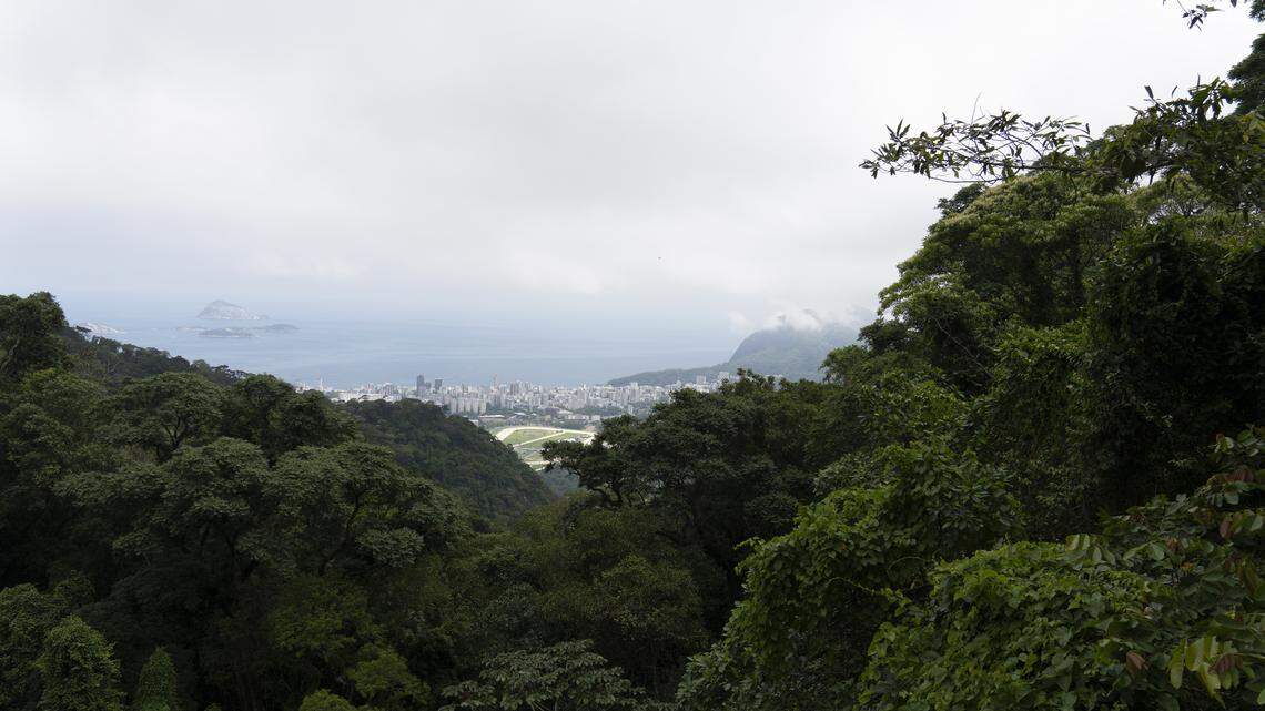 Two “lost species” of trees rediscovered in Brazil’s Atlantic Forest in Rio de Janeiro, according to a study.