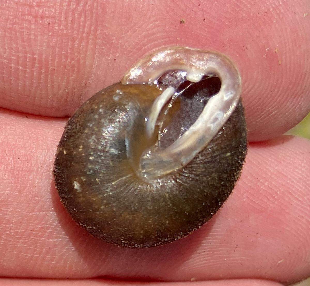 The underside of a shagreen snail, or Inflectarius inflectus.
