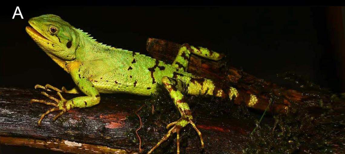 A Japalura mictophola, or mixed-scales mountain lizard.