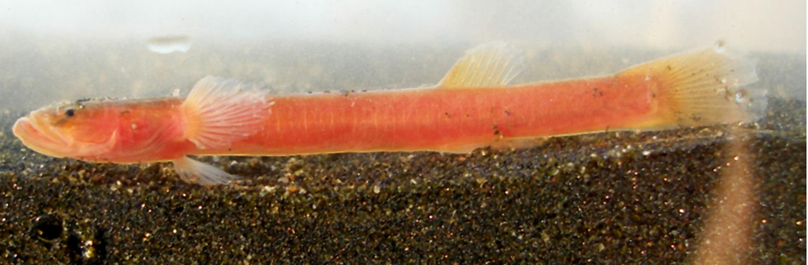 Researchers on Tetepare Island found a noodlefish in 2007, but never found others despite years of returning and surveying the island’s freshwater.