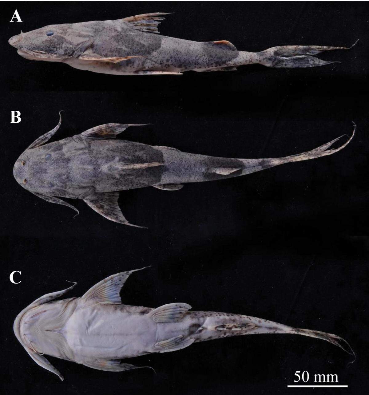 Several views of a Bagarius dolichonema, or long-threaded catfish, after being preserved.