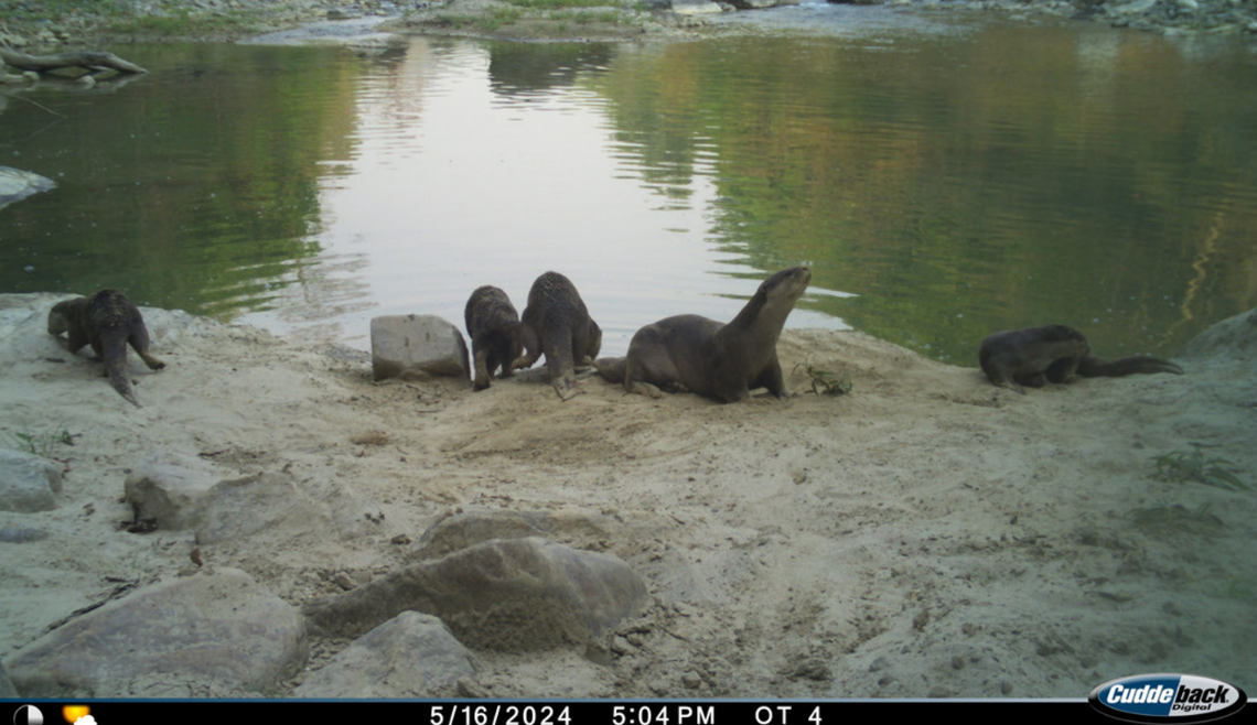 Several smooth-coated otters seen at Nandhaur Wildlife Sanctuary in May 2024.