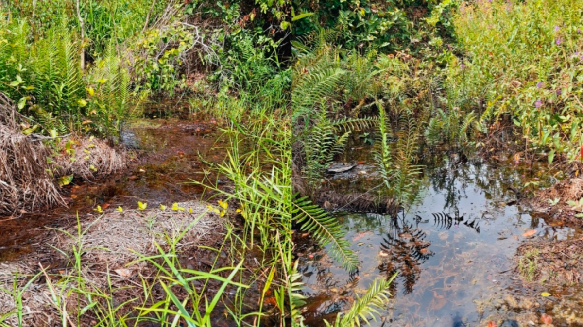 A new species of seasonal killifish was discovered in Sertão do Riacho stream in Brazil’s Atlantic Forest, according to a study.